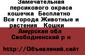 Замечательная персикового окраса кошечка. Бесплатно - Все города Животные и растения » Кошки   . Амурская обл.,Свободненский р-н